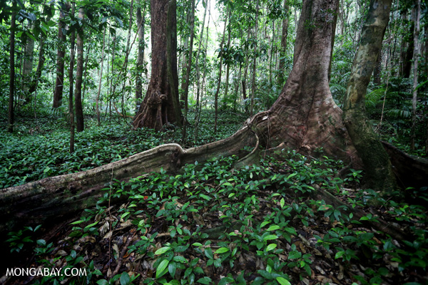 Tropical rainforest. Photos by Rhett Butler. (news.mongabay.com)