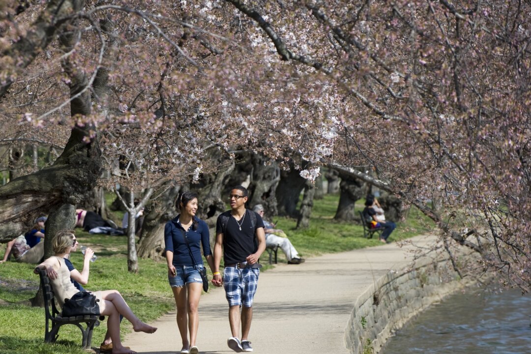 A couple hold hands as they walk beneath cherry blossom trees adjacent to the Tidal Basin on the National Mall in Washington, 2012. (Saul Loeb/AFP/Getty Images) 