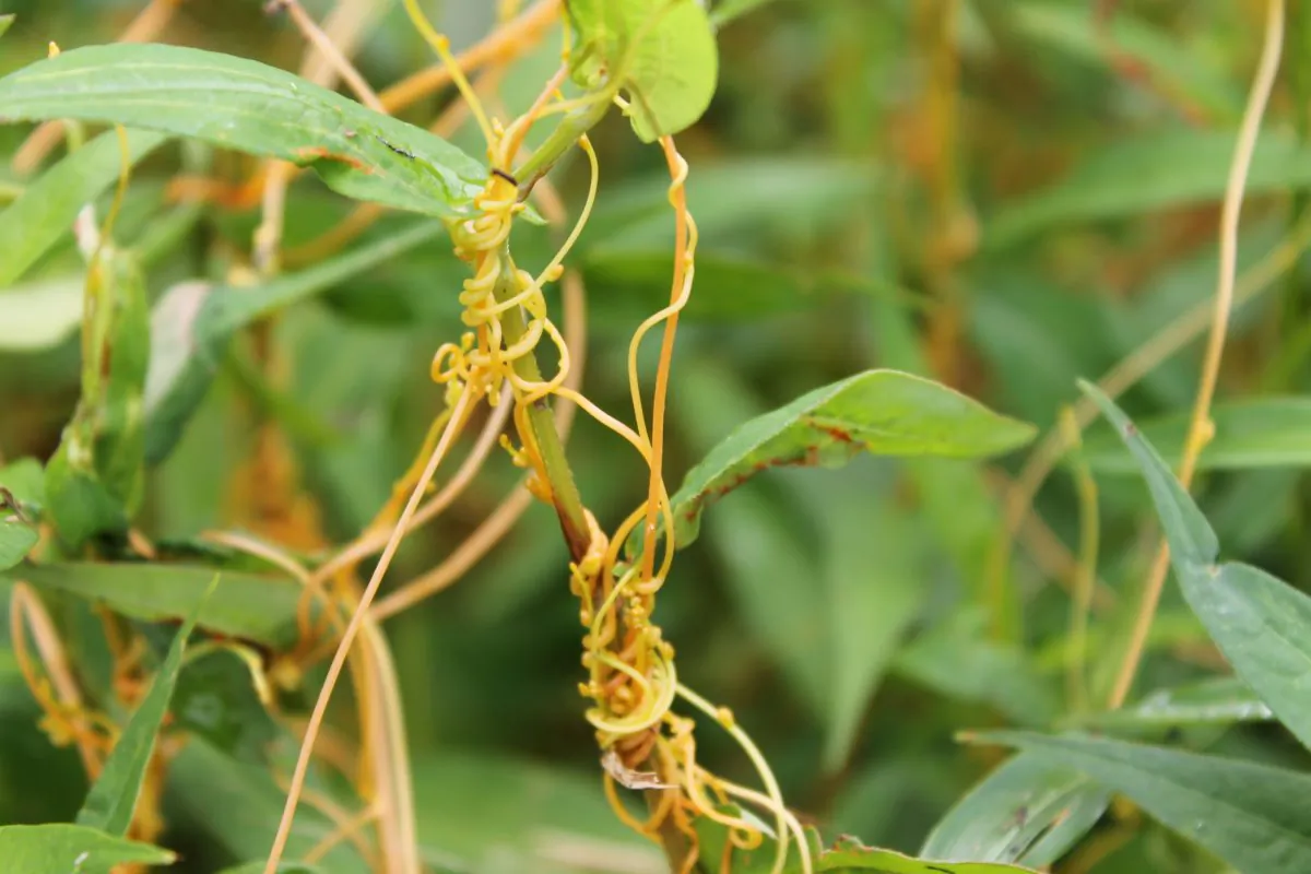 A parasitic dodder plant wrapped around a host plant. Jim Westwood's experiments with dodder plants have shown that plants can communicate with each other upon contact by swapping messenger molecules. (Pookie Fugglestein via Wikimedia Commons)