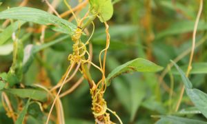 New Findings on How Plants 'Talk' to Each Other: Virginia Tech Scientist