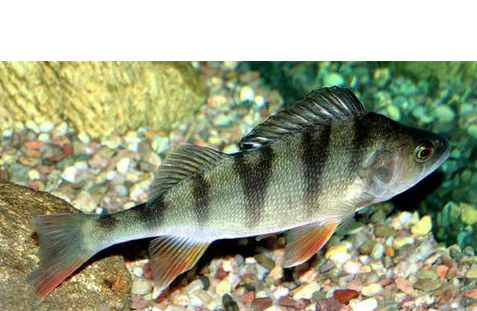 Anti-Anxiety Drug Reduces Mortality of Fish According to Swedish Study