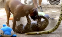 Puppy and Cheetah Cub Form a Friendship (Video)