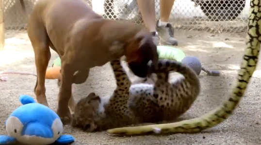 Puppy and Cheetah Cub Form a Friendship (Video)