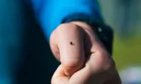 Busting Myths About Ticks