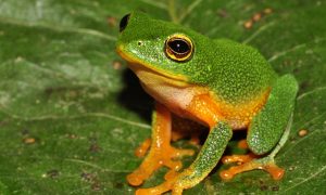 After the Chainsaws Stop-Selective Logging Echoes On