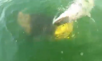 Goliath Grouper Eats Shark in One Bite (Video)