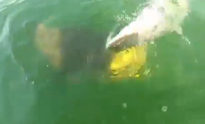 Goliath Grouper Eats Shark In One Bite (video) 