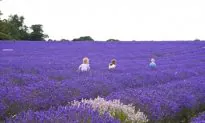 9 Great Uses for Lavender
