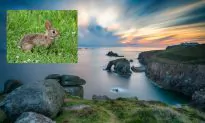 Ancient Relics Unearthed by Rabbits Leads to Discovery of Treasure Trove