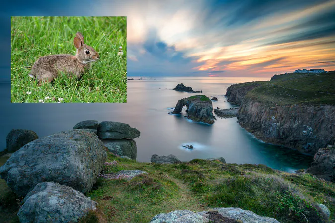 Main image: Sunset over Lands End in Cornwall. (Shutterstock*); Top left: Wondering rabbit (ForestWander via Wikimedia Commons)