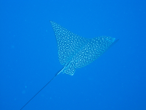 Eagle Ray (Kristin Addis, Be My Travel Muse)