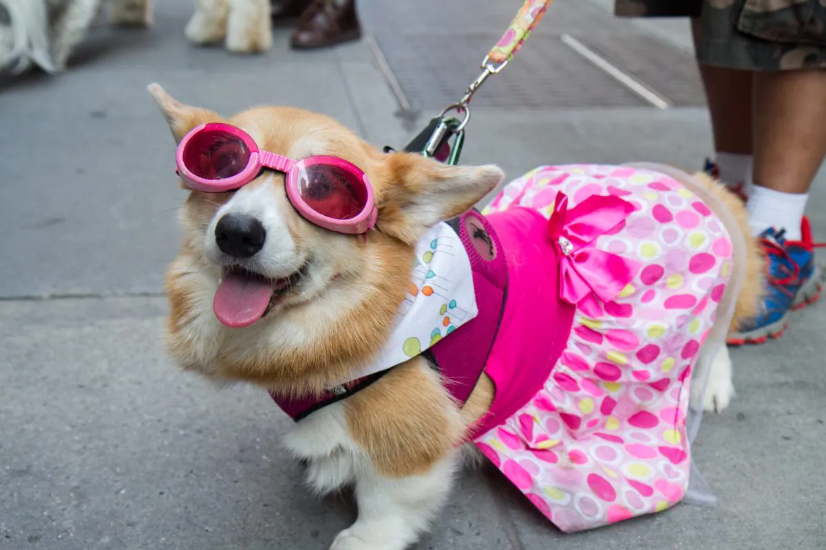 Hazel, a Pembroke Welsh Corgi at Yappy Hour, an event for the Humane Society of New York bringing attention for adoptions on National Dog Day on Aug. 26, 2014. (Benjamin Chasteen/Epoch Times)