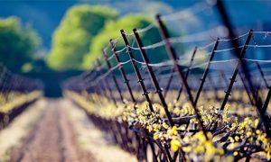 My Top 5 Wineries in Europe