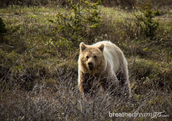 Grizzly bear (BreathDreamGo)