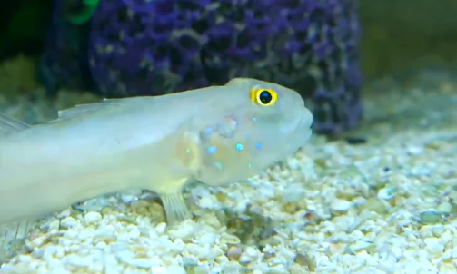 Sand Sifting Goby Shows Off His Food Filter (Video)