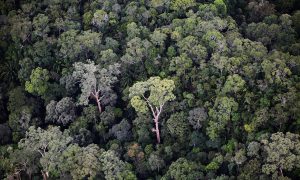 How Do We Save Vanishing Old-Growth Forests?