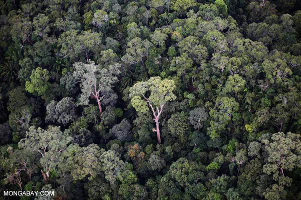 How Do We Save Vanishing Old-Growth Forests?