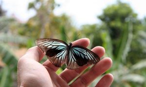 Deforestation Threatening Sulawesi's Unique Wildlife