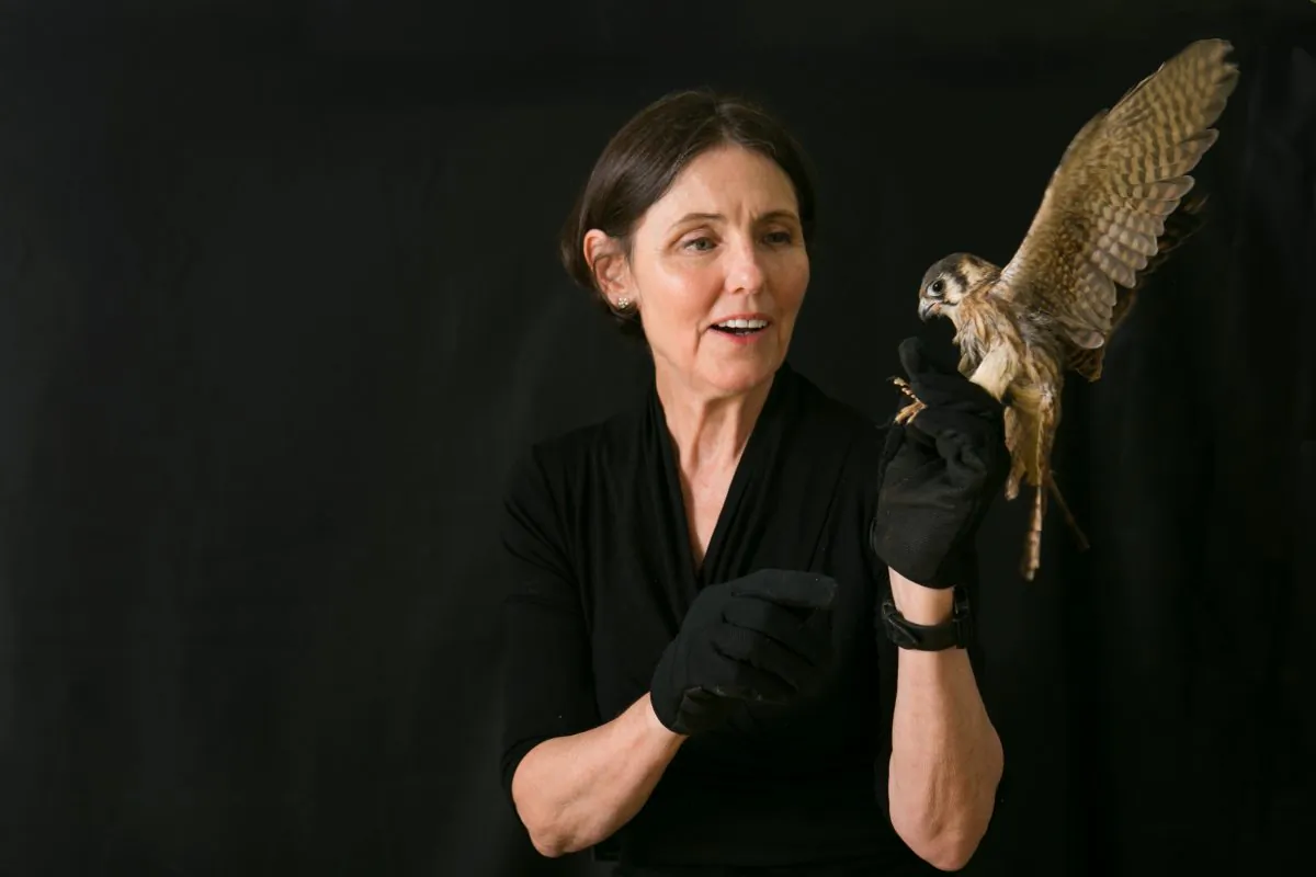 Rita McMahon, Co-Founder and Director of the Wild Bird Fund, holds a Kestrel falcon at the center on the Upper West Side of Manhattan on Aug. 28, 2014.  (Samira Bouaou/Epoch Times)