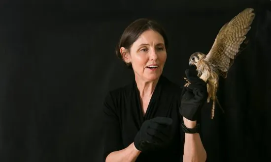 New York Too Busy to Care? Center Rescues City’s Injured Birds
