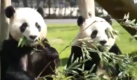 3 Strange Animal Stories (Video)