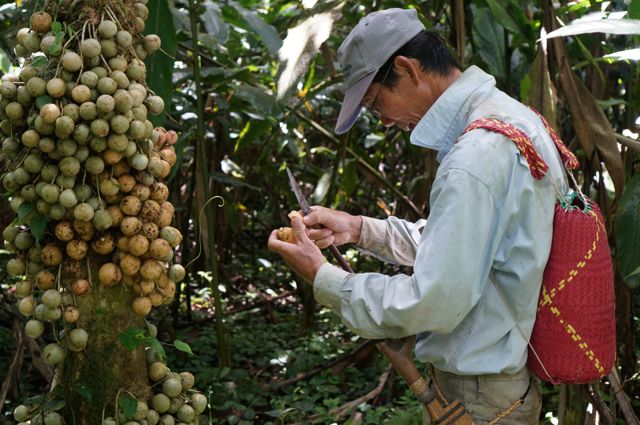 The owner of the lodge cuts some local fruit. (Jonny Duncan, Backpacking Man)