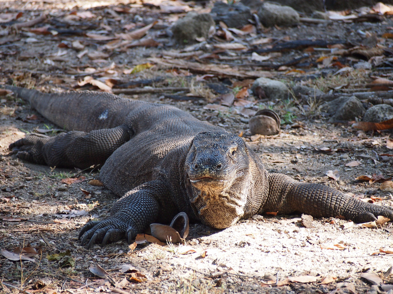 Komodo Dragons and Coral Reefs: Komodo National Park 2 Day Boat ...