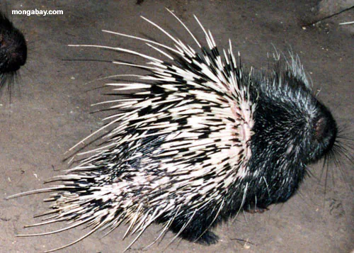 Asian porcupines (landak), from Indonesia (news.mongabay.com)