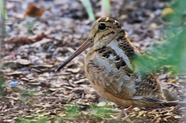 The American Woodcock delighted birders in Bryant Park last week with a rare appearance. (Courtesy of Mary Margaret Miller)