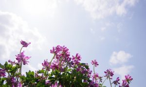 Beat Chronic Stress With Adaptogenic Herbs