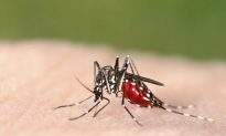 Dengue Fever Could Spread Through Spain and Italy