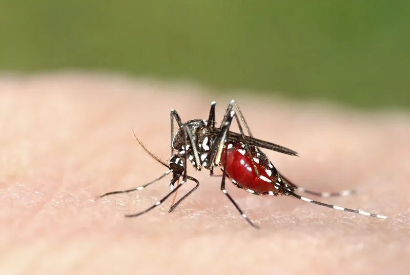 Tiger mosquito, Aedes albopictus. (Shutterstock*)
