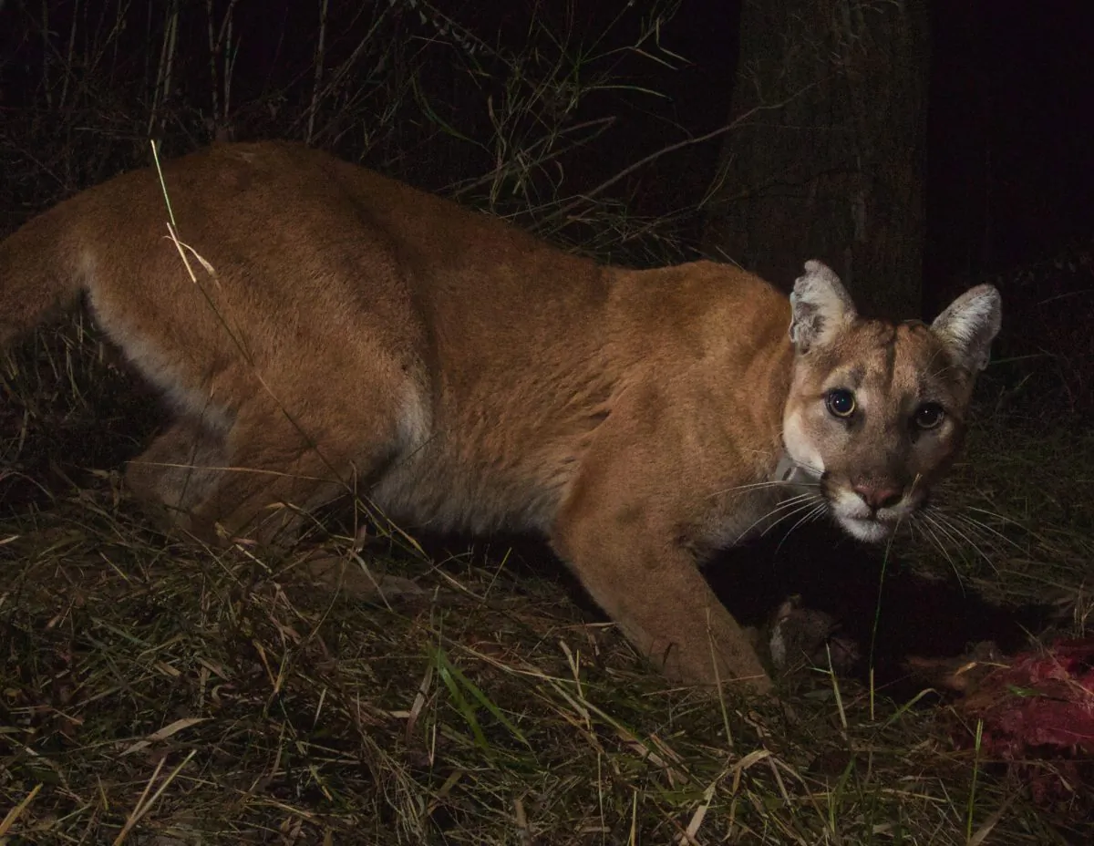 A mountain lion in Malibu Creek State Park on Feb. 20. In California, Mountain lions have been struck and killed by cars, and inbreeding is threatening the population's diversity. (National Park Service)