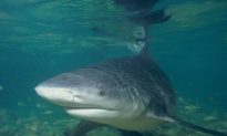 Bull Shark Caught in Australian Backyard Waters, Warning Issued