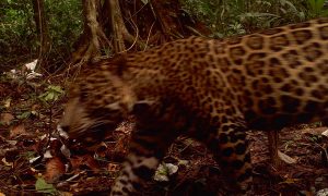 Canal Plans--Disaster for the Environment?