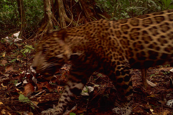 A stealthy jaguar moves across a camera trap in Bankukuk, Nicaragua along the path of the Gran Canal. Conservationists fear the impact of the canal on Nicaragua's already-imperiled wildlife, including far-roving jaguars. Photo by: Christopher Jordan.
