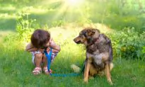 How to Keep Your Pets Cool