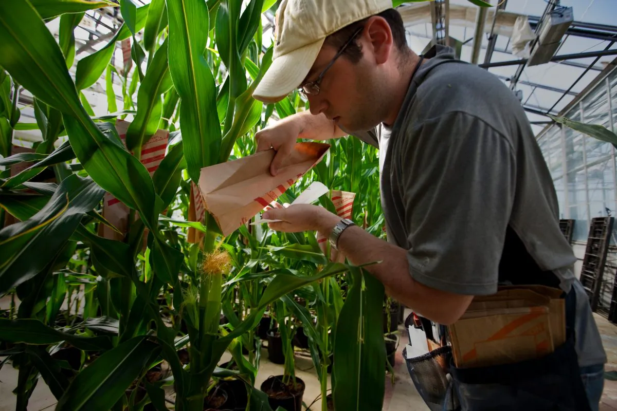 Plant Specialist Dustin McMahon pollinates genetically modified corn plants at Monsanto headquarters in St Louis, Mo., May 21, 2009. Monsanto developed Roundup and Roundup-resistant crops, but weeds developed resistance to Roundup. (Brent Stirton/Getty Images.)