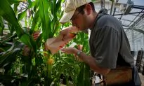 Superweeds and the Chemical Dependency of American Farmers