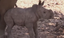 Rare Female White Rhino Born in Israel (Video)