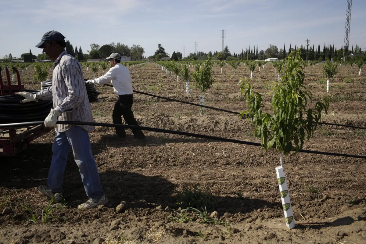 Farm workers install a drip irrigation system in a peach orchard in Yuba City, Calif. Switching to drip irrigation systems in agriculture is one of several ways to conserve water recommended by Canadian researchers. (AP Photo/Jae C. Hong)