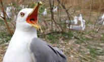 Toxic Gulls: Quebec’s Contaminated Bird Colony Offers Clues About Flame Retardants