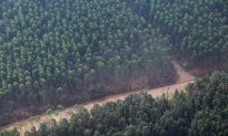 Asian Pulp Demand Met Without More Forest Clearing