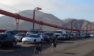 Deer Take a Walk on the Golden Gate Bridge (Video)