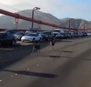Deer Take a Walk on the Golden Gate Bridge (Video)