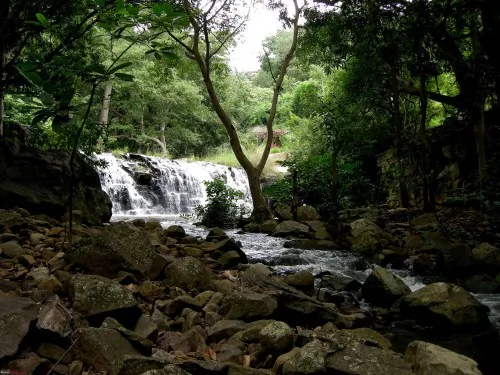 Four New Species Discovered in India, in Five Years