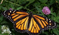 Monarch Butterfly Considered for Endangered Status