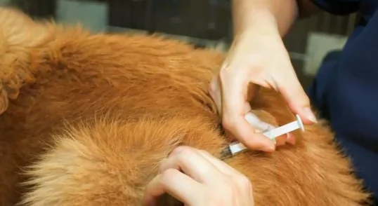 Why Did China Kill Nearly 5,000 Dogs? (Video)