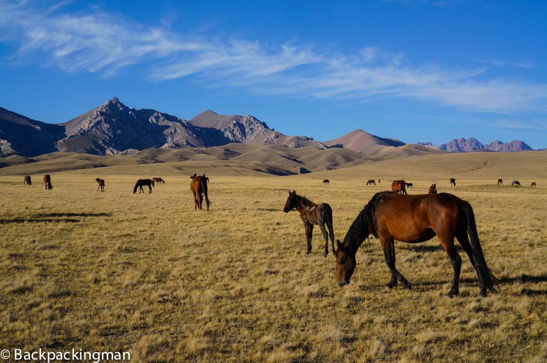 Herd of horses graze by the mountains. (Jonny Duncan, Backpacking Man)