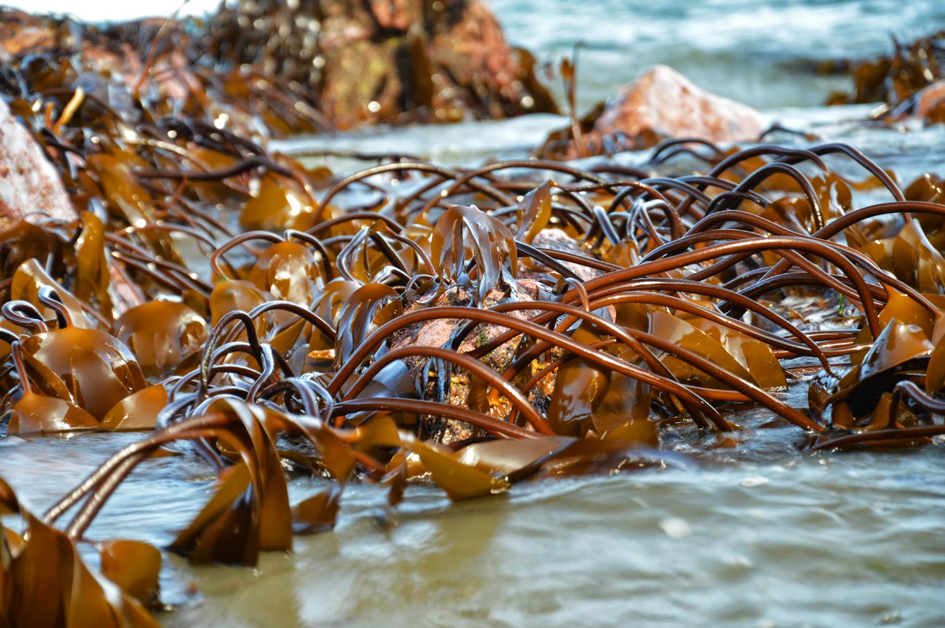 Sea algae (Tomasz Lisowski, Adventurous Travels)